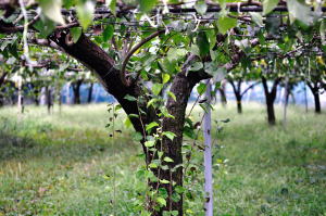 60mmのレンズで撮る梨の木