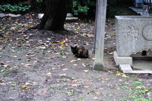 手児奈霊堂隣の真間稲荷神社に佇むサビ猫