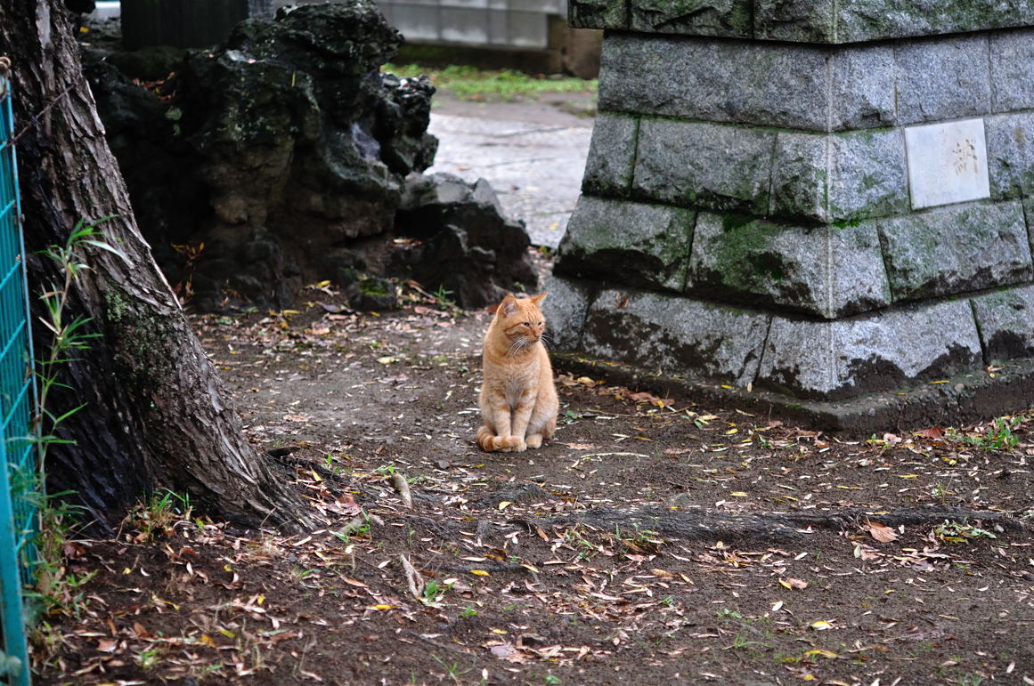 手児奈霊堂隣の真間稲荷神社に佇む茶トラ猫