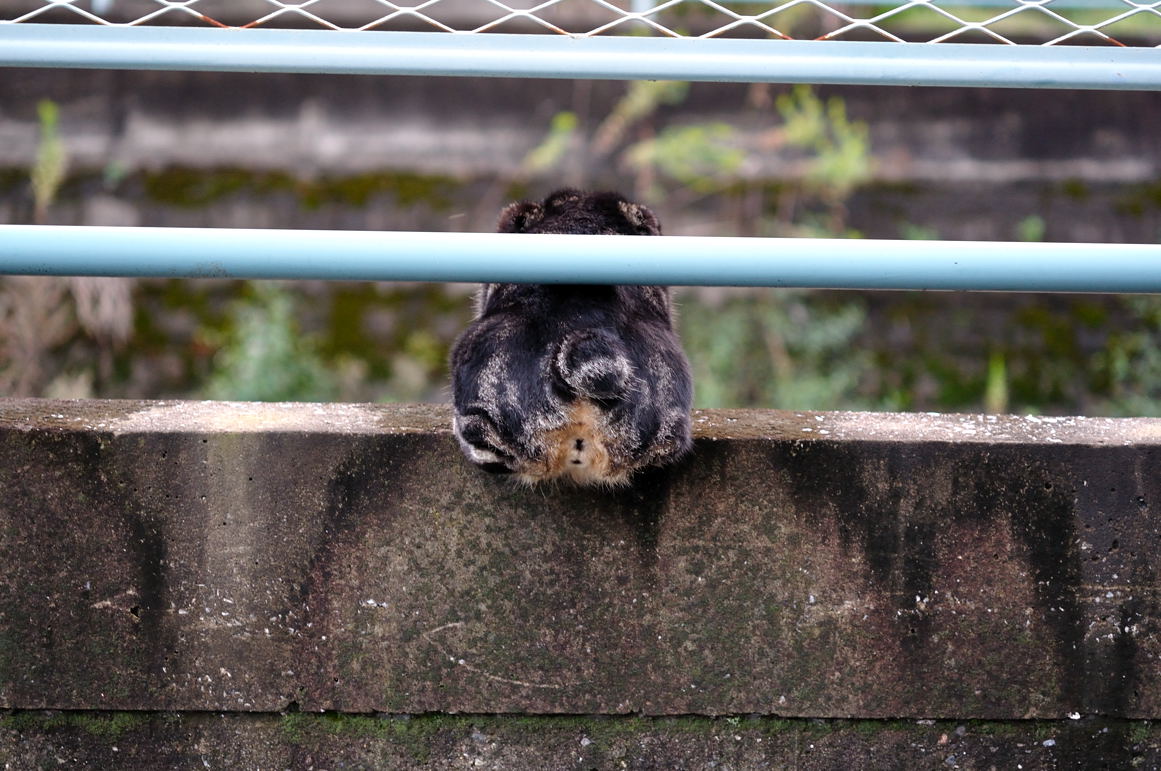 真間川の護岸でお尻を通すのに手こずる猫