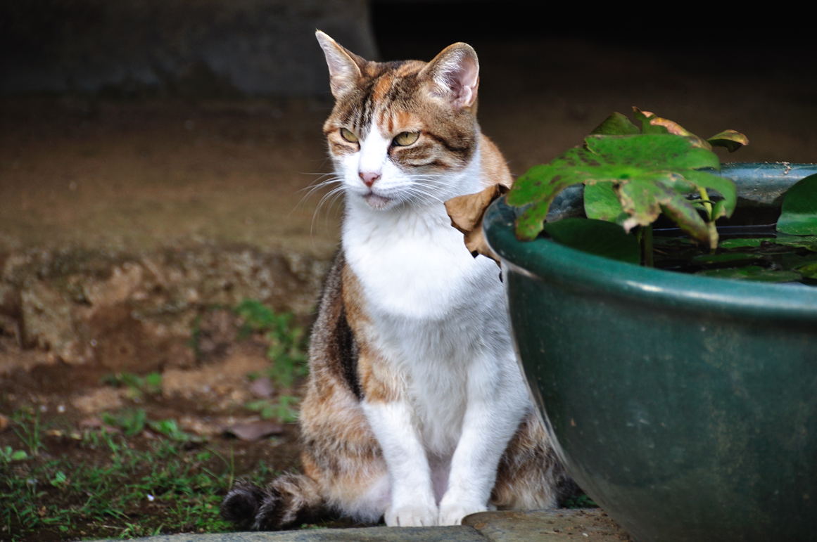 中山の猫