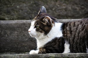 参道脇の階段に佇む猫