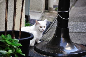 カメラに気づいた金目の白い猫