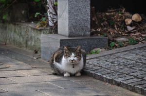 お出迎えするギャラリー☆シュテルンの猫