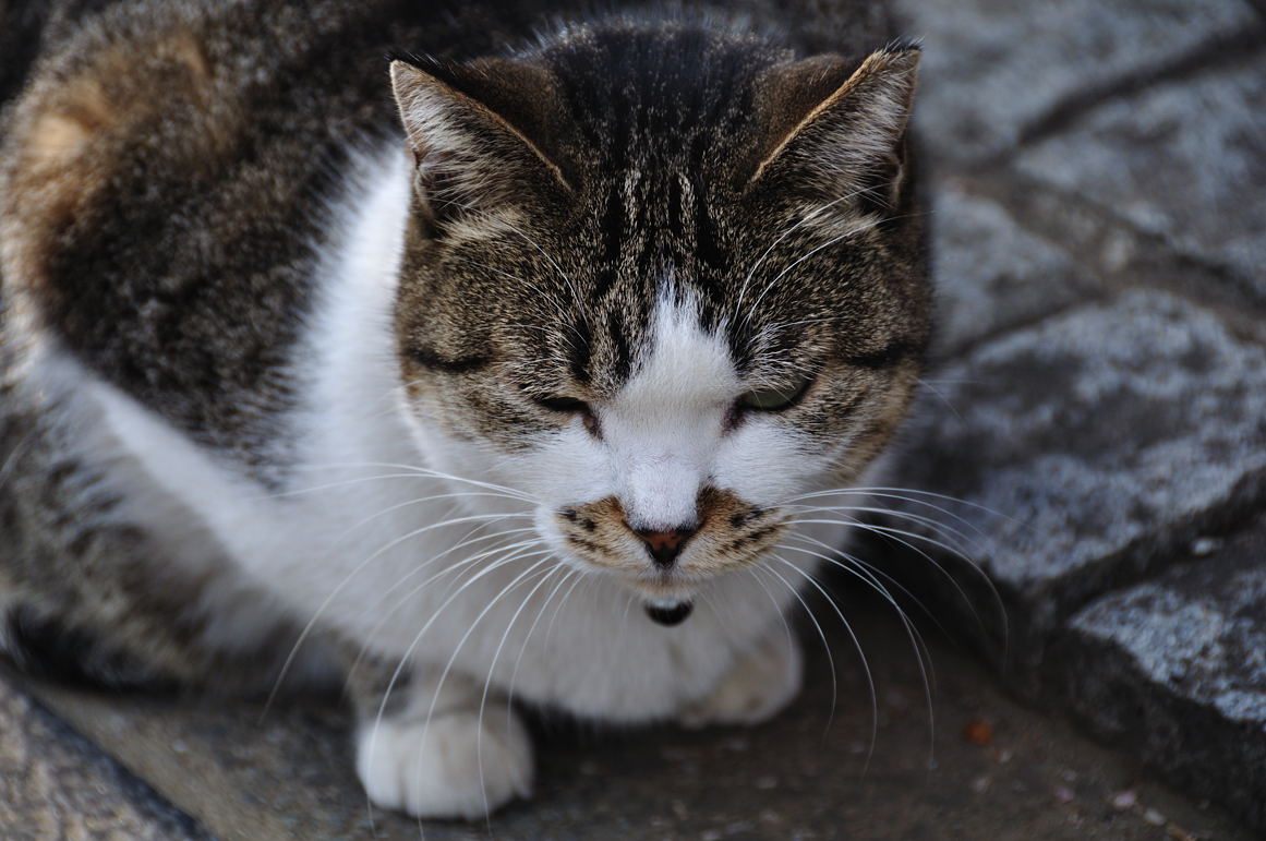 お出迎えするギャラリー☆シュテルンの猫に近づく