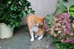 身繕いを始めたシュテルン猫