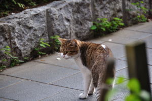 振り向くシュテルン猫