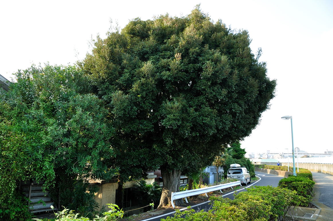 葛飾区の保存樹木に指定されているスダジイ