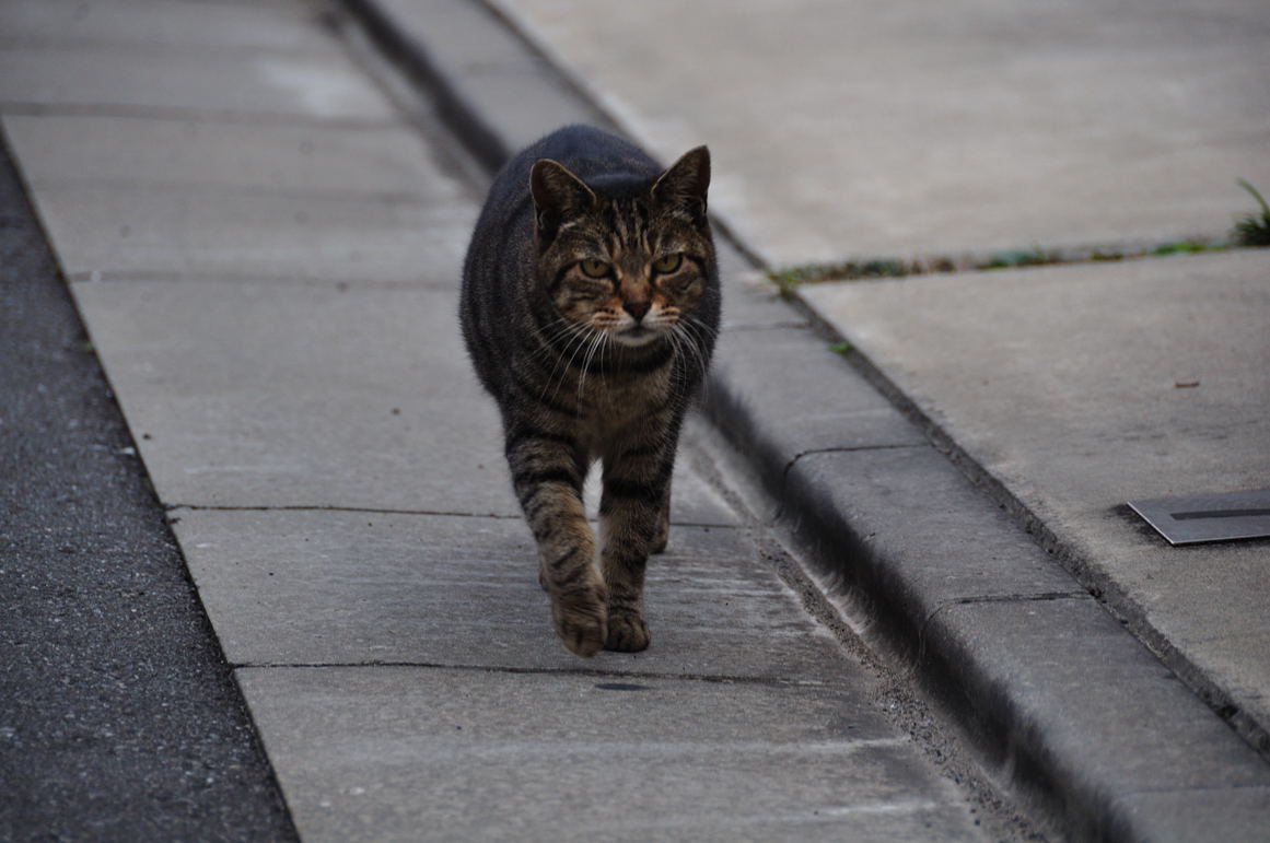 茶虎白猫を撮っていたらいちゃもんをつけに来た猫