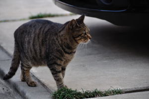 と思ったら、目の前を横切る雉虎猫