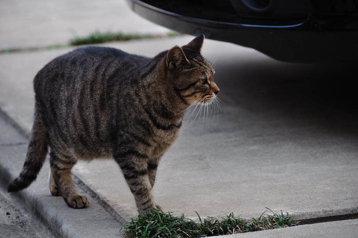 と思ったら、目の前を横切る雉虎猫