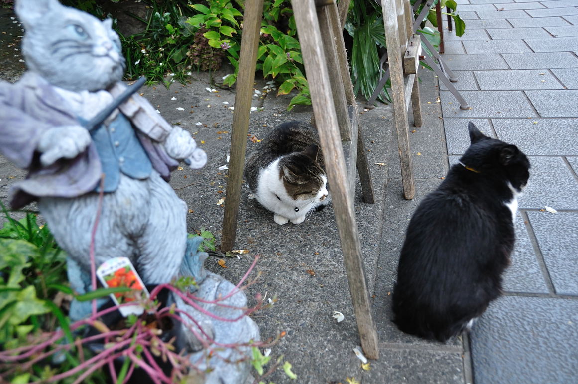 2匹で番をする猫たち