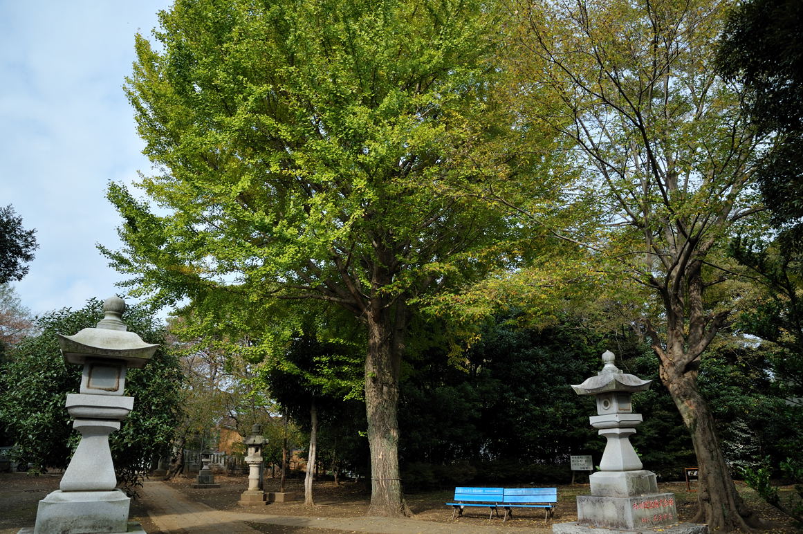 白幡神社の銀杏の木