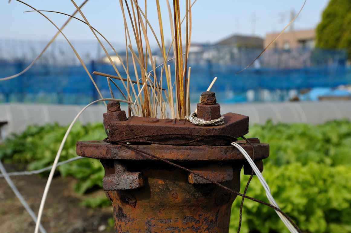 生えた草が枯れた杭となった水道管