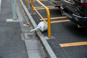 以前床屋の近くで見かけた尾も白い猫