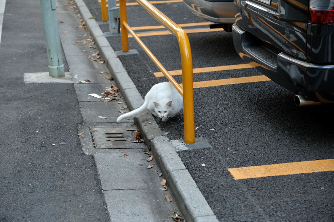 以前床屋の近くで見かけた尾も白い猫