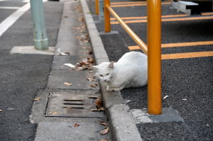 少しずつ声をかけながら猫に近づく