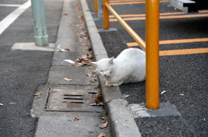 目を閉じて余裕を見せる白猫