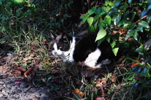真間川沿いの道端で木漏れ日を浴びる猫