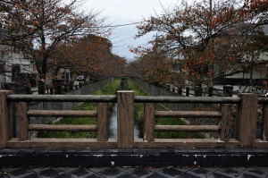 得栄橋から見る真間川沿いの桜の紅葉