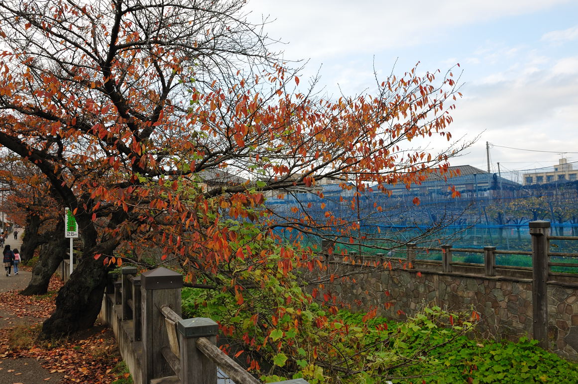 近所の真間川の桜の紅葉