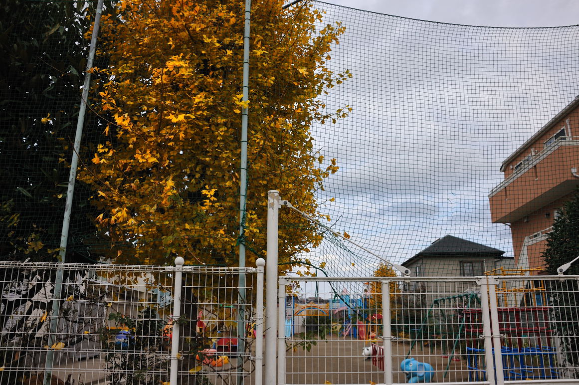 真間川沿いのある幼稚園の銀杏の黄葉
