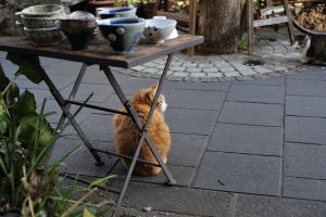 ギャラリー☆シュテルン店先に佇む猫たち