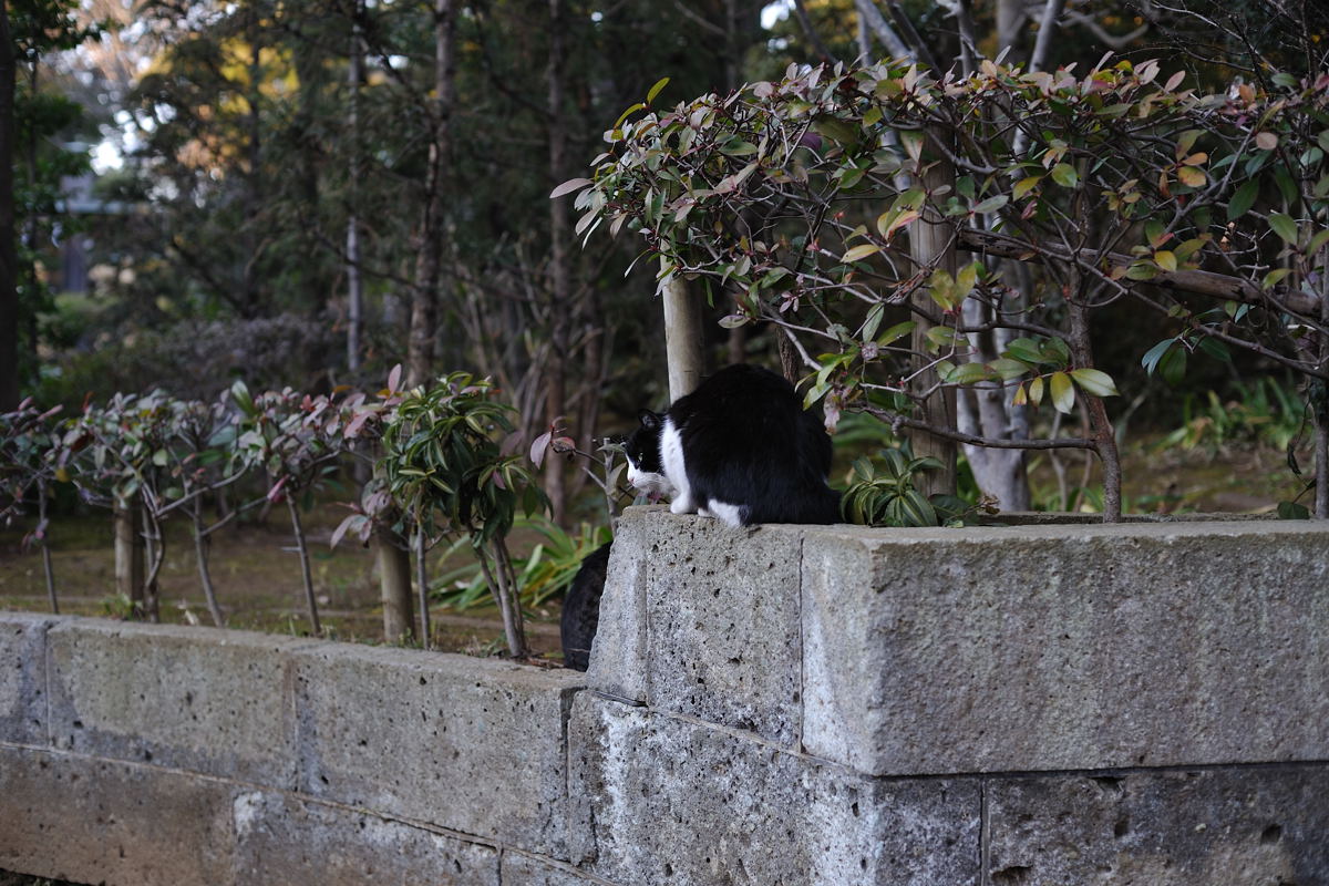 石垣の上の猫2匹