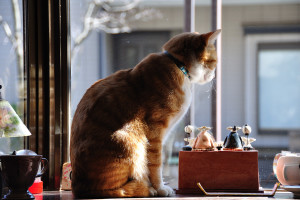 窓辺のシュテルン猫ララ