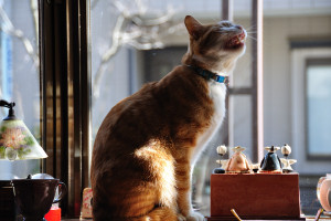 欠伸のフィニッシュを決める窓辺のシュテルン猫ララ