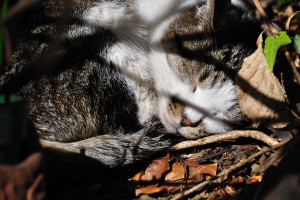 紫陽花の根元でずうっと昼寝を続けるシュテルン猫チマ子