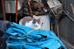 青いビニールシートの上で香箱を組む猫