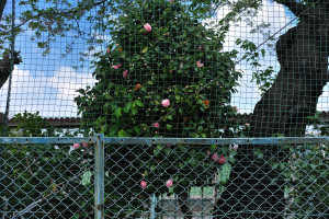 ネットの目から花を出す椿