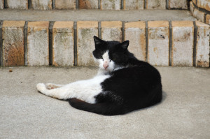 気持ちよさそうに日向ぼっこする猫