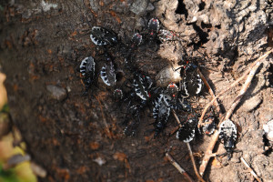 古い桜の幹に群れる横綱刺亀