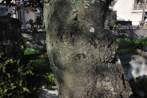 いくつもある横綱刺亀の群れ