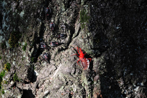 羽化したばかりは真っ赤な横綱刺亀