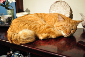 よく寝るシュテルン猫ファーファ
