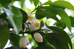 ５月１５日　柚子の木に待望の花が咲く