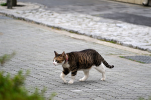 歩道を歩くオトに向かって車道を横断するシュテルン猫ベーター