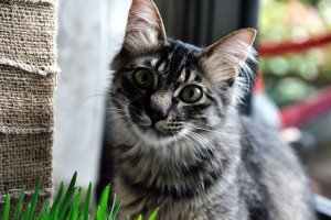 猫の草を食べ終えたあとのりく