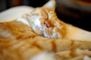 眠りこけるシュテルン猫ファーファー
