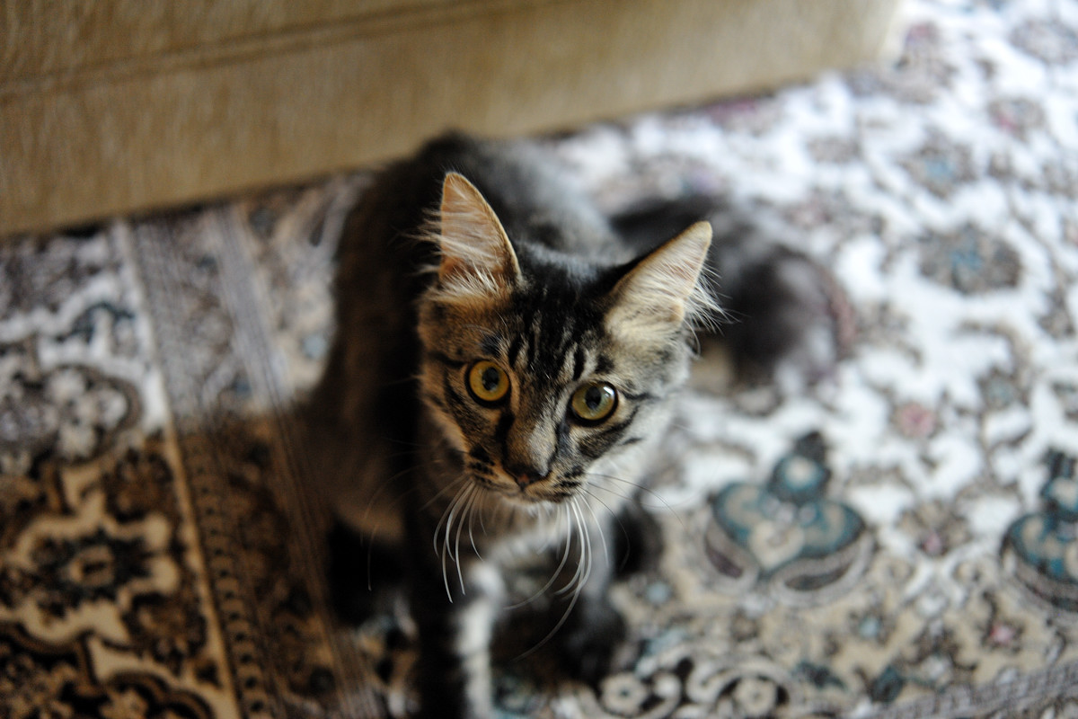 子猫顔のりく