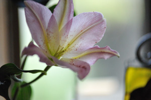 シュテルンにはいつも花がある