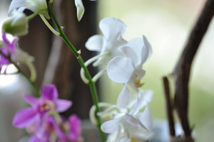 ギャラリーシュテルンの窓辺の優しい明かりに包まれたランの花の撮ってみる