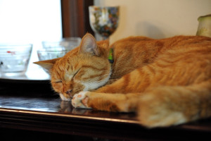 よく寝るシュテルン猫ファーファー