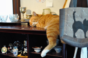 左足をぶらりとして眠り続けるシュテルン猫ファーファー