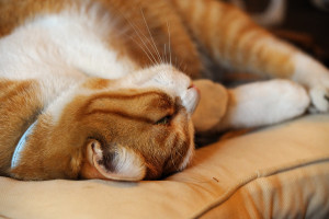 球Ｐちゃんのお母さんのクッションはすぐにシュテルン猫に占拠されてしまう