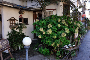 紫陽花の花が色褪せたまま残るシュテルン