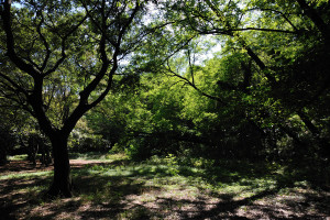 前日の雨で湿った堀之内貝塚公園の草木を楽しみながら歩く